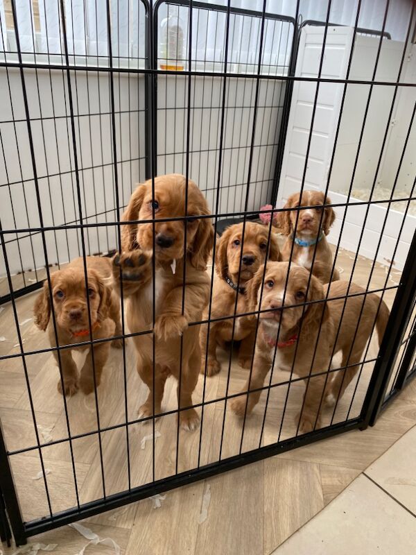 Cocker Spaniel puppies for sale in Rotherham, South Yorkshire – 10 months old - Image 6 of 15