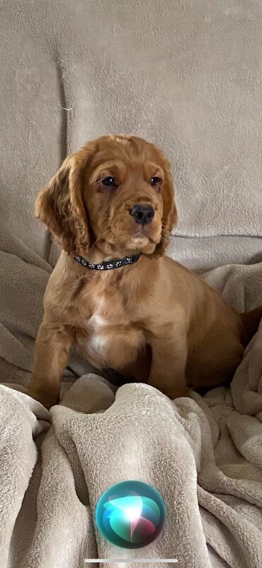 Cocker Spaniel puppies for sale in Rotherham, South Yorkshire – 10 months old - Image 7 of 15