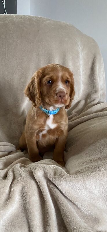 Cocker Spaniel puppies for sale in Rotherham, South Yorkshire – 10 months old - Image 8 of 15
