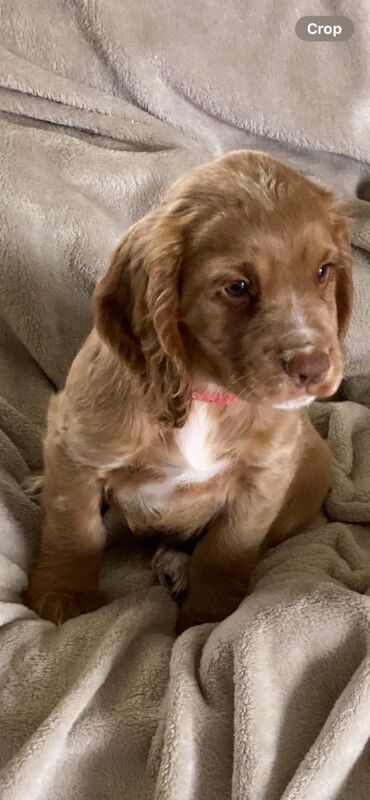 Cocker Spaniel puppies for sale in Rotherham, South Yorkshire – 10 months old - Image 9 of 15
