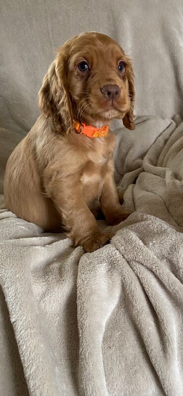 Cocker Spaniel puppies for sale in Rotherham, South Yorkshire – 10 months old - Image 11 of 15