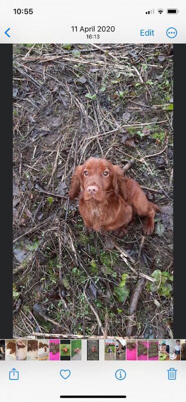 Cocker Spaniel puppies for sale in Rotherham, South Yorkshire – 10 months old - Image 12 of 15
