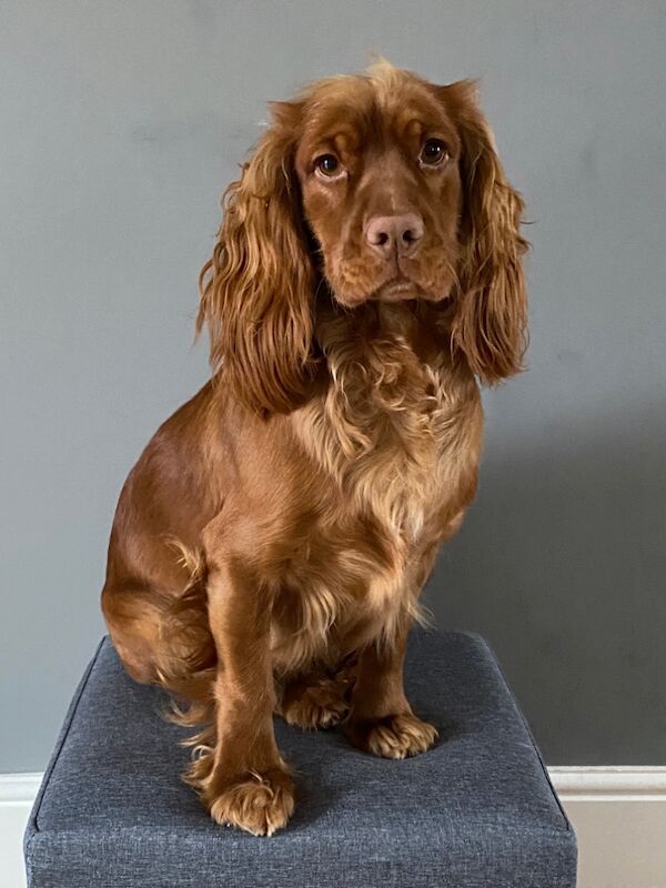 Cocker Spaniel puppies for sale in Rotherham, South Yorkshire – 10 months old - Image 13 of 15