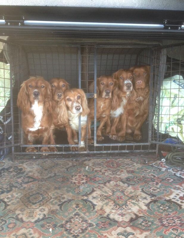Cocker Spaniel puppies for sale in Rotherham, South Yorkshire – 10 months old - Image 14 of 15