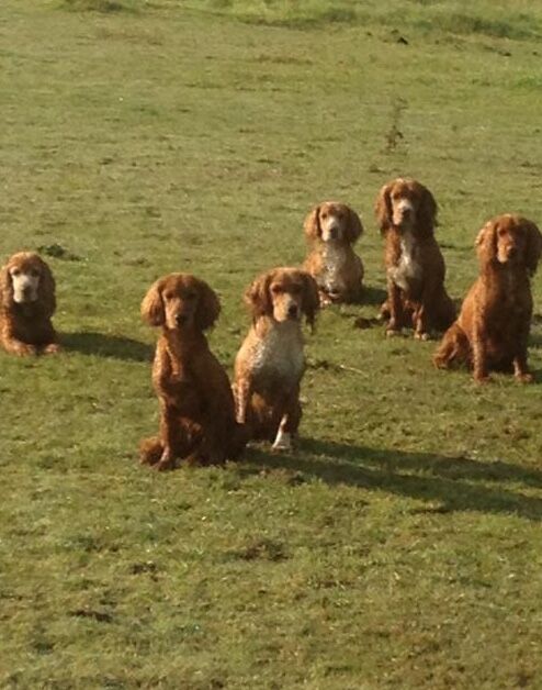 Cocker Spaniel puppies for sale in Rotherham, South Yorkshire – 10 months old - Image 15 of 15