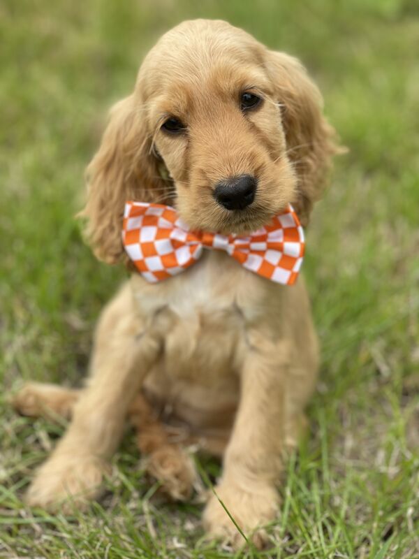 Cocker Spaniel puppies for sale in Wisbech, Cambridgeshire – KC registered, 1 year old - Image 2 of 6
