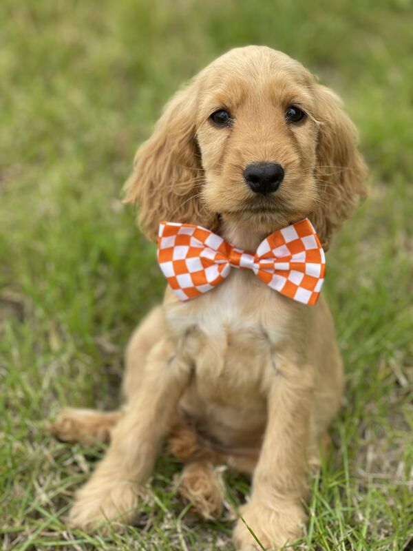 Delightful show cocker spaniels for sale in Wisbech, Cambridgeshire | Image 3