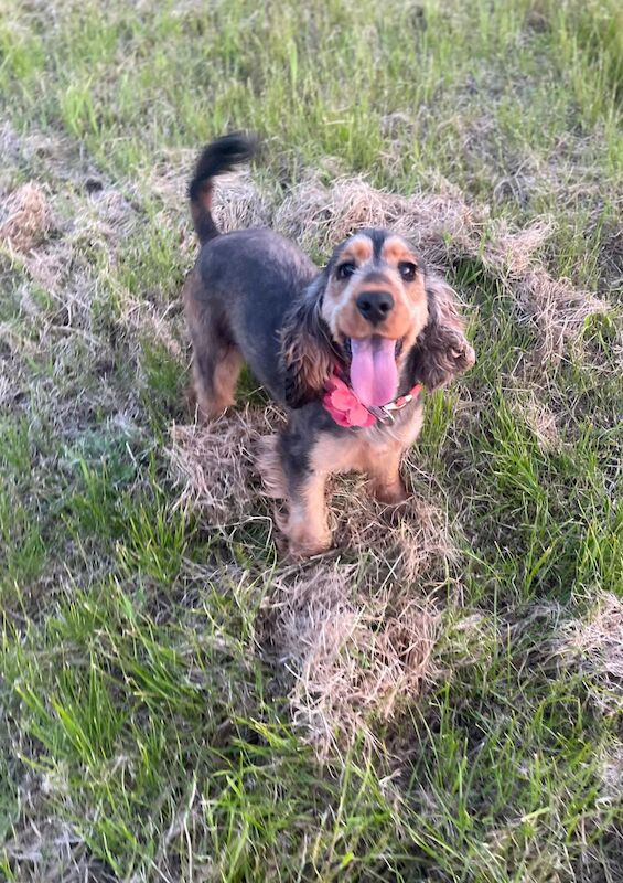 Delightful show cocker spaniels for sale in Wisbech, Cambridgeshire | Image 4