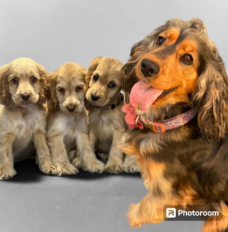 Cocker Spaniel puppies for sale in Wisbech, Cambridgeshire – KC registered, 1 year old - Image 6 of 6