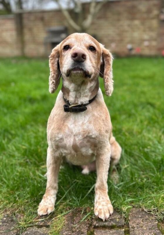 Cocker Spaniel Dogs And Puppies For Adoption