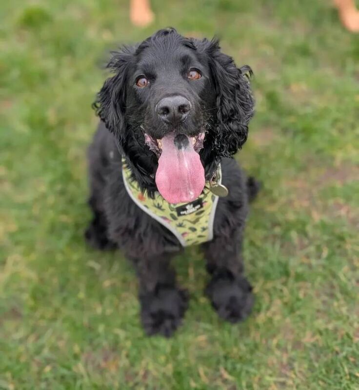 Cocker Spaniel puppies for sale in Craigavon, County Armagh – 6 years old