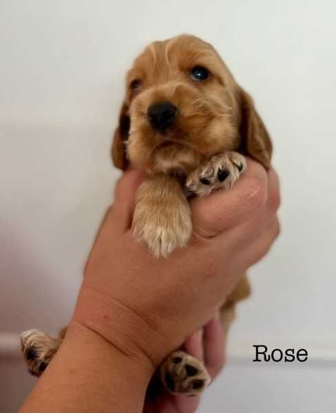DNA clear COCKER SPANIEL puppies for sale in Dorchester, Dorset | Image 4