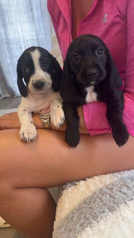 Cocker Spaniel puppies for sale in Weston-super-Mare, Somerset – 8 weeks old