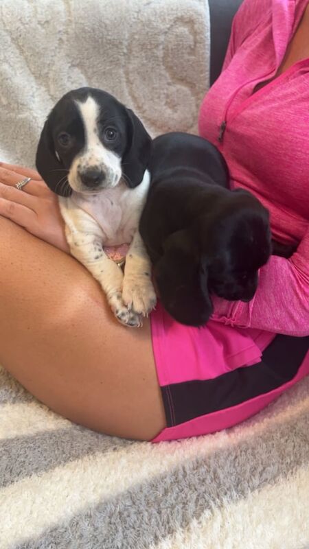 Cocker Spaniel puppies for sale in Weston-super-Mare, Somerset – 5 months old - Image 2 of 3