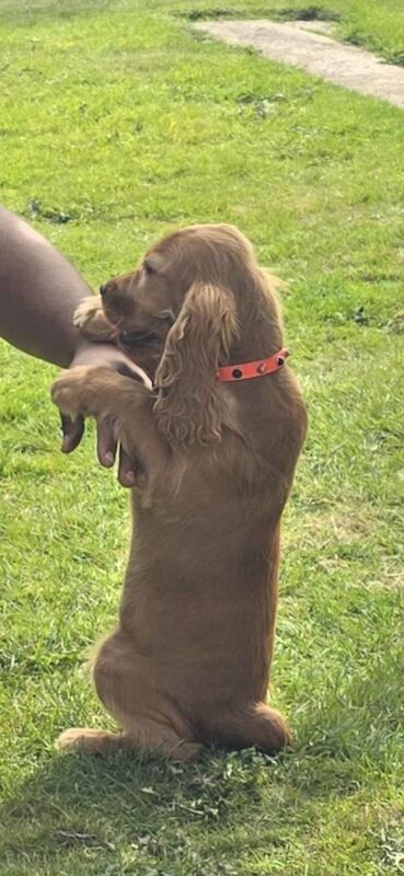 Working Cocker Spaniel Puppies For Sale