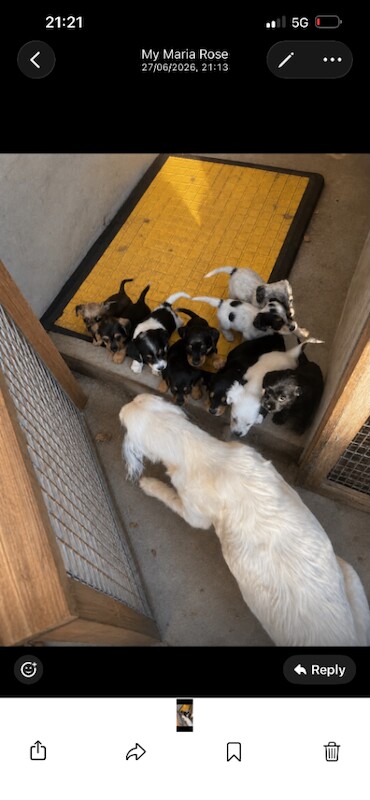 Cocker Spaniel Puppies For Sale Under £1,000
