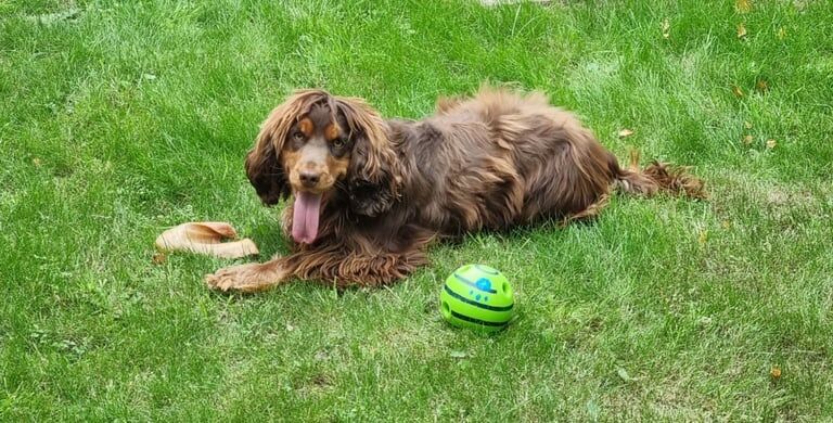 Cocker Spaniel puppies for sale in Killyleagh, County Down – 7 months old