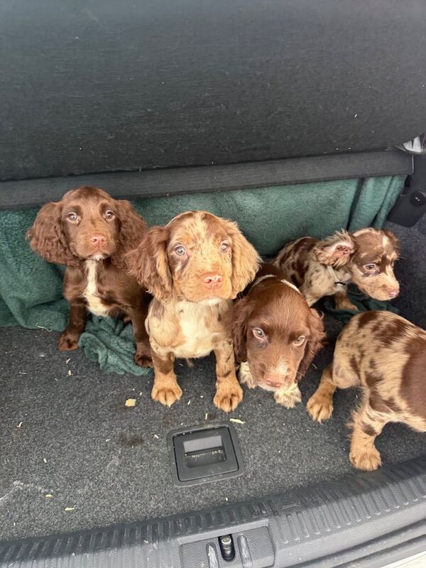 English Cocker spaniel puppies - Image 2 of 4
