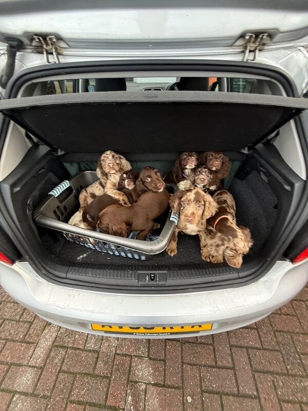 English Cocker spaniel puppies - Image 3 of 4