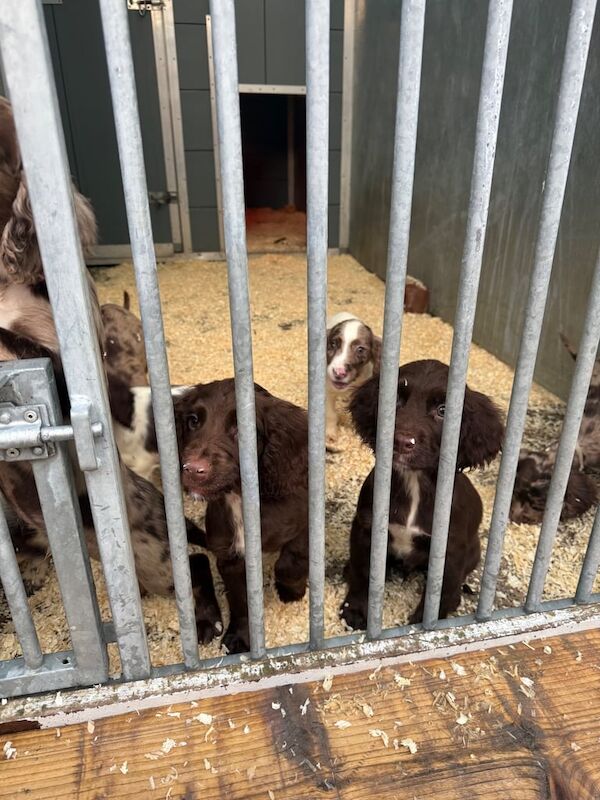 English Cocker spaniel puppies - Image 4 of 4