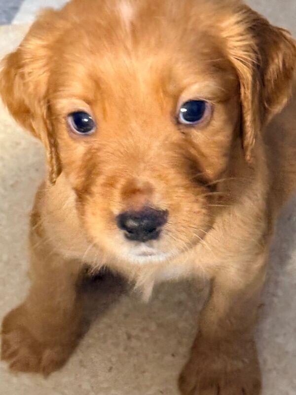 Cocker Spaniel puppies for sale in Basildon, Essex – KC registered, 7 weeks old