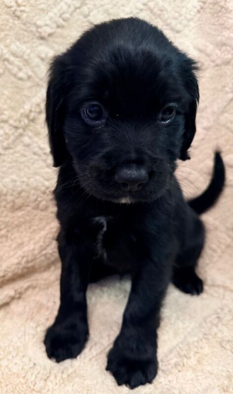 Cocker Spaniel puppies for sale in Basildon, Essex – KC registered, 7 weeks old - Image 2 of 6