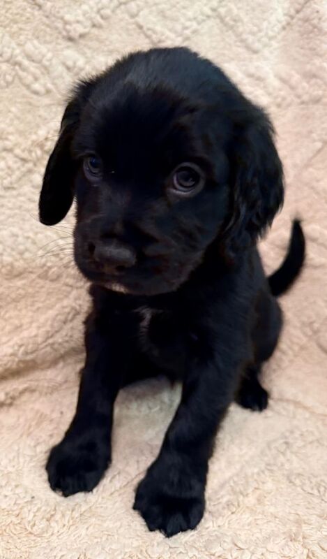 Cocker Spaniel puppies for sale in Basildon, Essex – KC registered, 7 weeks old - Image 3 of 6