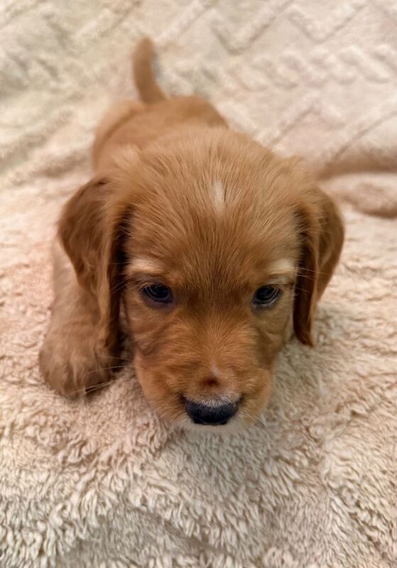 Cocker Spaniel puppies for sale in Basildon, Essex – KC registered, 7 weeks old - Image 4 of 6
