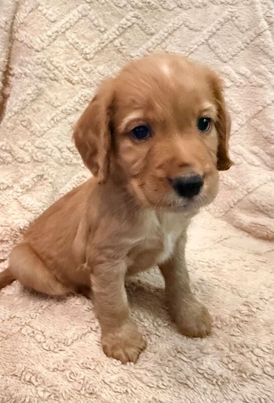 Cocker Spaniel puppies for sale in Basildon, Essex – KC registered, 7 weeks old - Image 5 of 6