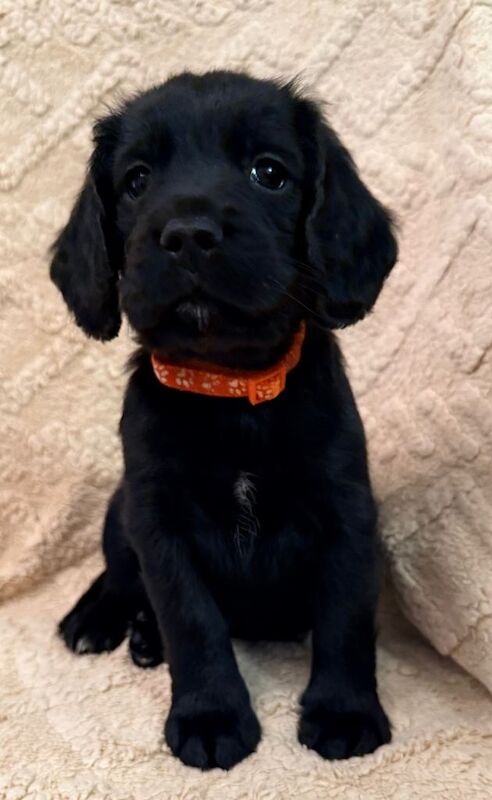 Cocker Spaniel puppies for sale in Basildon, Essex – KC registered, 7 weeks old - Image 6 of 6