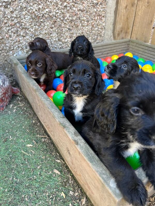 Cocker Spaniel Puppies For Sale Under £1,000