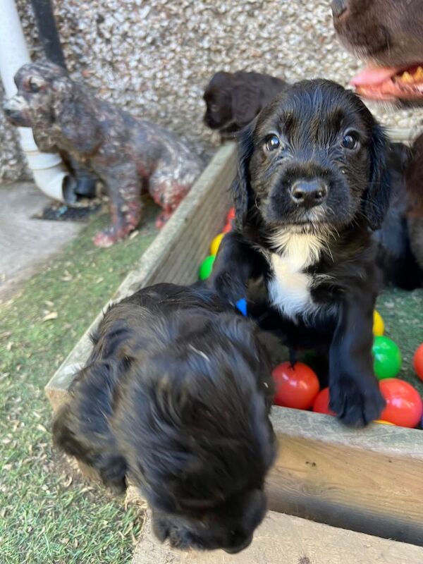 Exceptional Cocker spaniel pups - Image 2 of 3