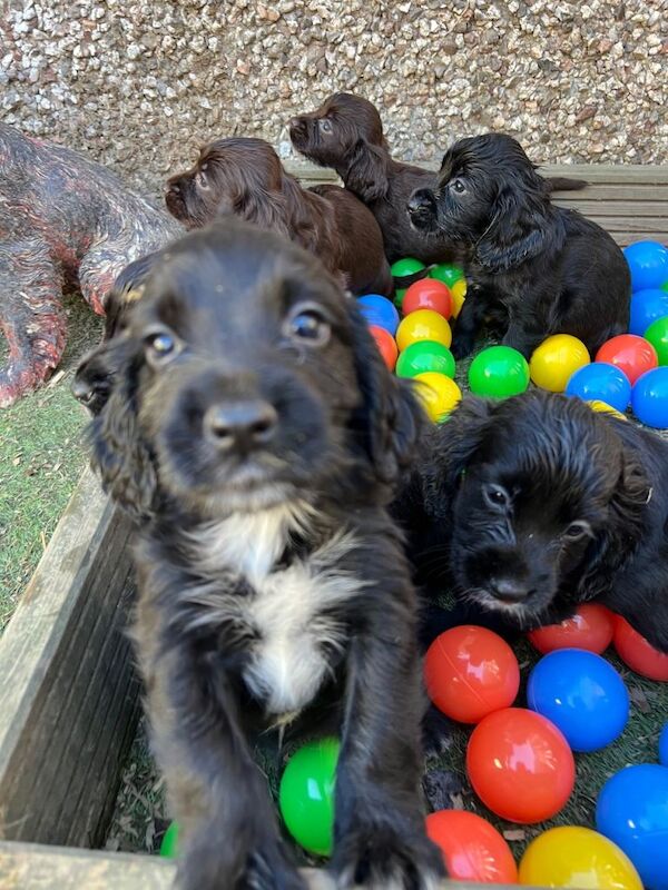 Exceptional Cocker spaniel pups - Image 3 of 3