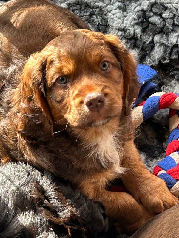 Cocker Spaniel puppies for sale in Crewkerne, Somerset – 8 weeks old