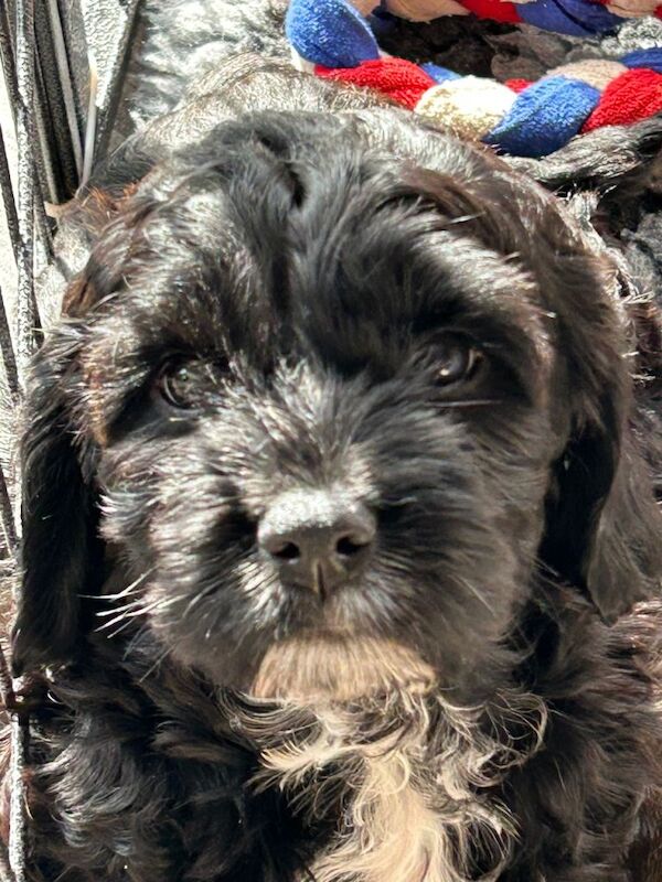 Exceptional litter of F1b Cocker Tzu - Image 2 of 5