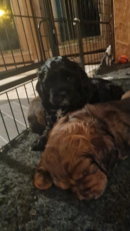 Exceptional litter of F1b Cocker Tzu - Image 4 of 5