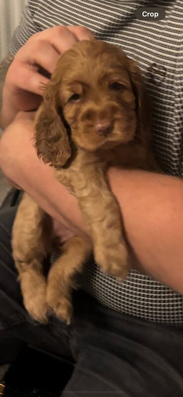 Cocker Spaniel puppies for sale in Stoke-on-Trent, Staffordshire – 5 weeks old