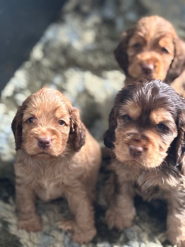 Cocker Spaniel puppies for sale in Stoke-on-Trent, Staffordshire – 5 weeks old - Image 2 of 4