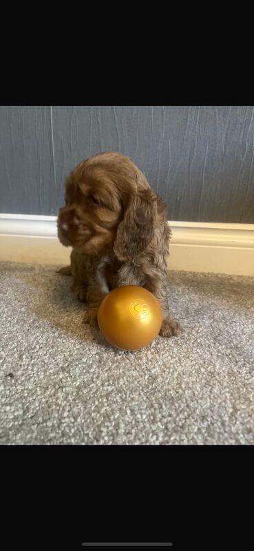 Cocker Spaniel puppies for sale in Stoke-on-Trent, Staffordshire – 5 weeks old - Image 4 of 4