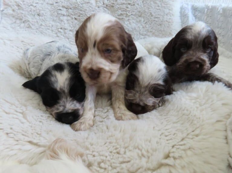 Show Type Cocker ๐พ Exceptional Show-Type Cocker Spaniel Puppies ๐พ For Sale in South ...