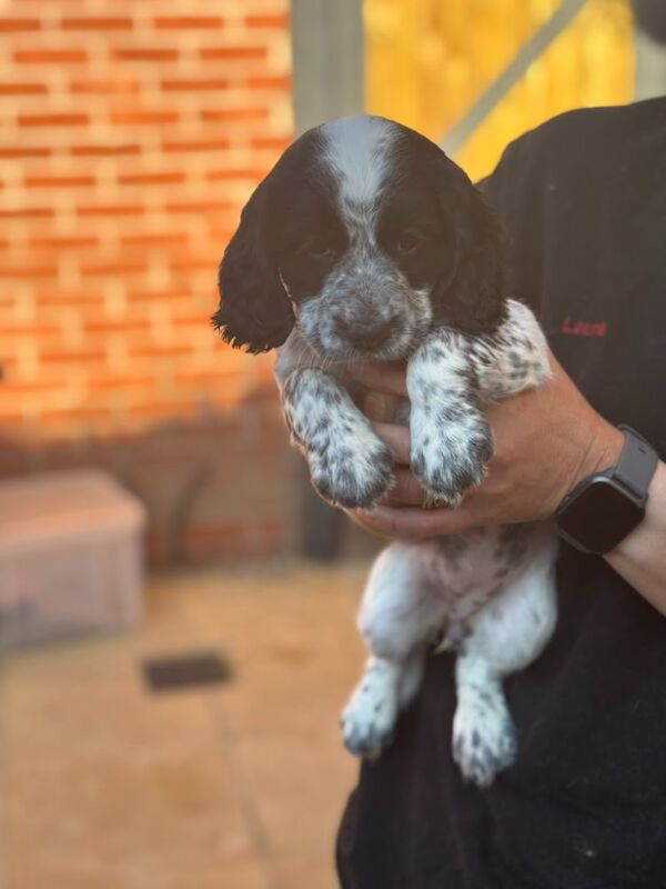 Cocker Spaniel puppies for sale in Medstead, Hampshire – 9 weeks old