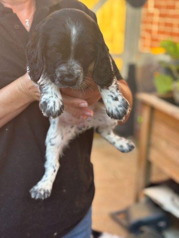 Cocker Spaniel puppies for sale in Medstead, Hampshire – 9 weeks old - Image 2 of 8