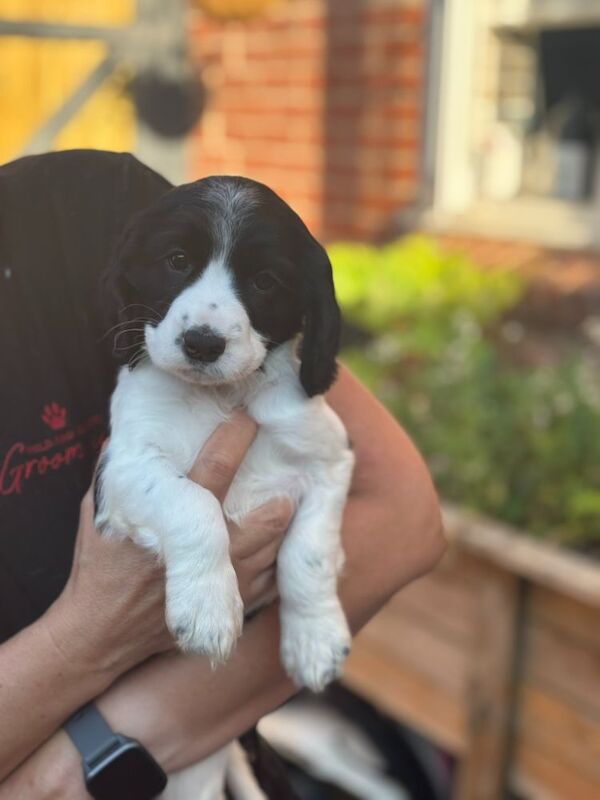 Cocker Spaniel puppies for sale in Medstead, Hampshire – 9 weeks old - Image 3 of 8