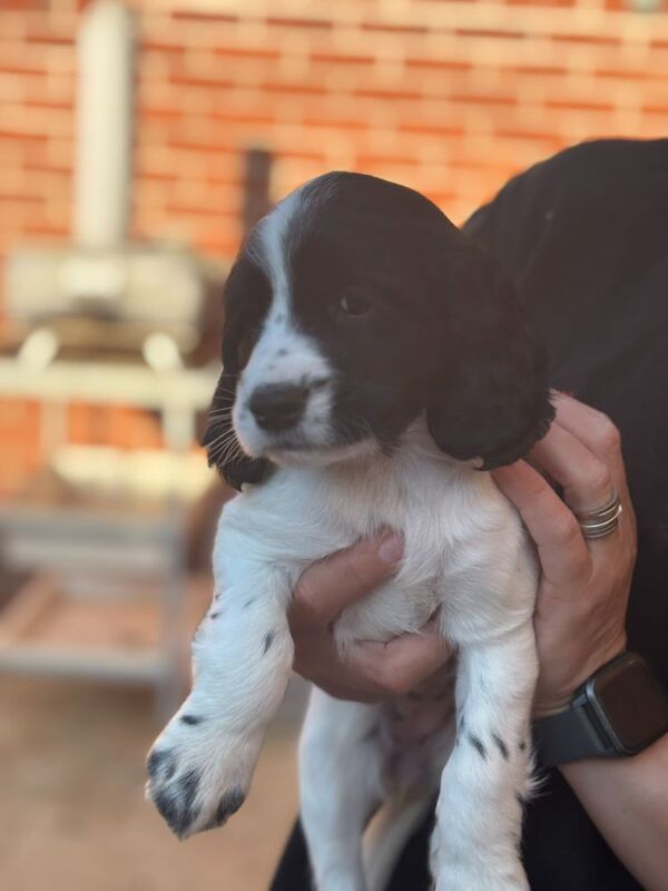 Cocker Spaniel puppies for sale in Medstead, Hampshire – 9 weeks old - Image 5 of 8