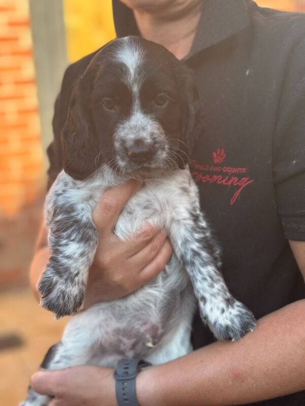 Cocker Spaniel puppies for sale in Medstead, Hampshire – 9 weeks old - Image 6 of 8