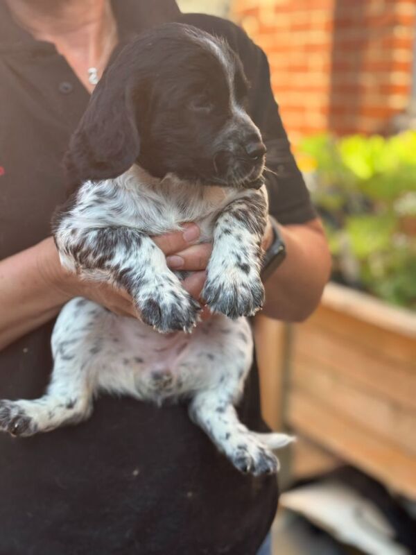 Cocker Spaniel puppies for sale in Medstead, Hampshire – 9 weeks old - Image 7 of 8