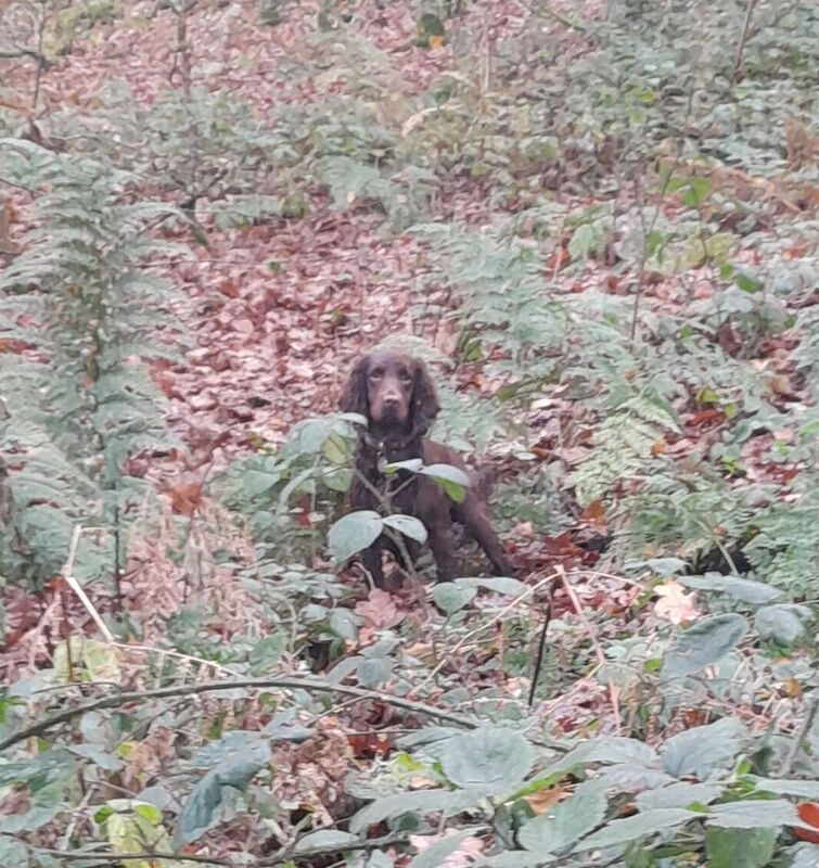 Exceptionally Well Health Tested Proven K C Registered FTCH x OFTW - Image 3 of 6