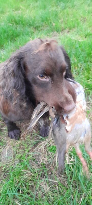 Exceptionally Well Health Tested Proven K C Registered FTCH X OFTW ...