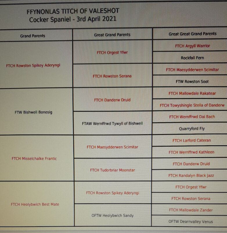 Exceptionally Well Health Tested Proven K C Registered FTCH x OFTW - Image 6 of 6
