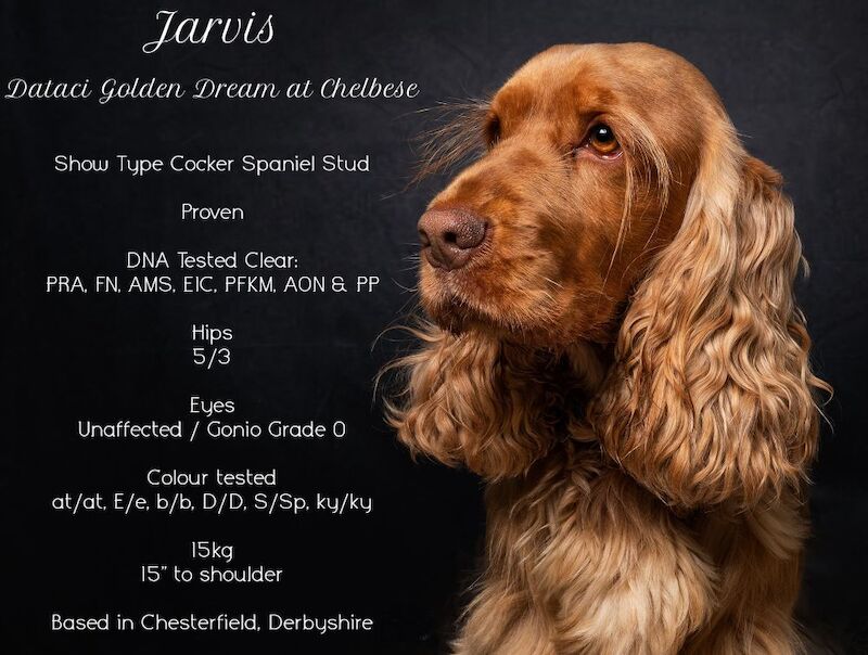 Extensively Health Tested RKC Show Type Stud - Golden Sable